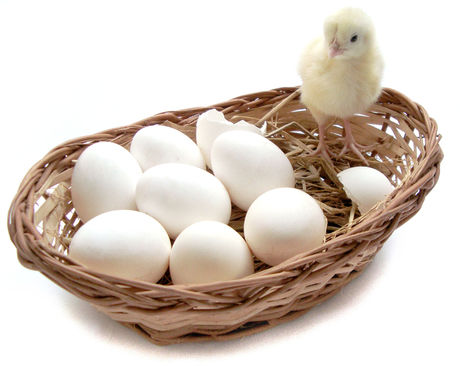 Chicken Eggs Hatching For Sale Images & Pictures - Becuo