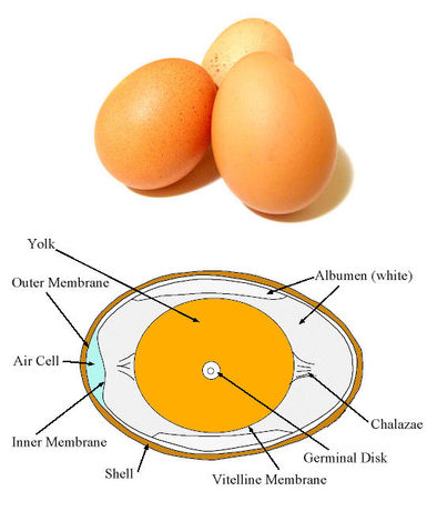 Egg Parts and Functions