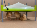 River Systems CALEO 1400 Chick Brooder