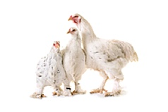 Pure and rare-breed poultry incubators