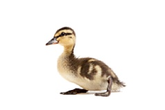 Incubators for waterfowl (Duck, Goose, etc)