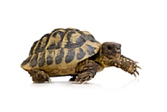 Incubators for tortoise & turtles