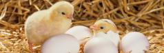 Incubation & Hatching