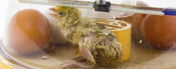 How long can I leave chicks in an incubator?