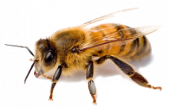 queen bee landed